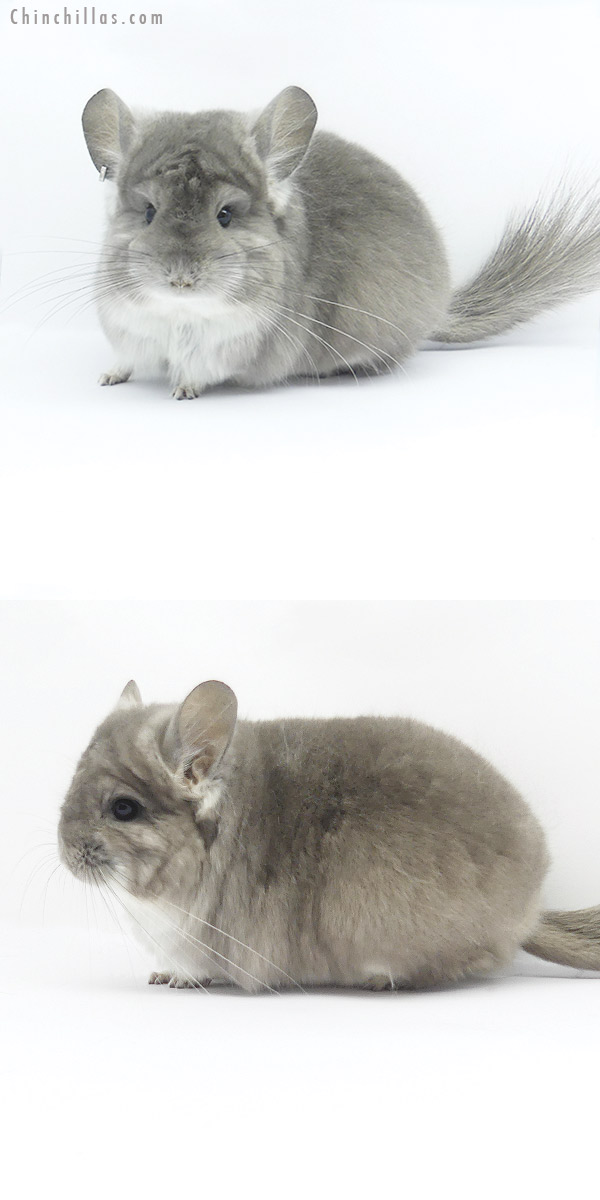 19392 Blocky Violet  Royal Persian Angora Female Chinchilla