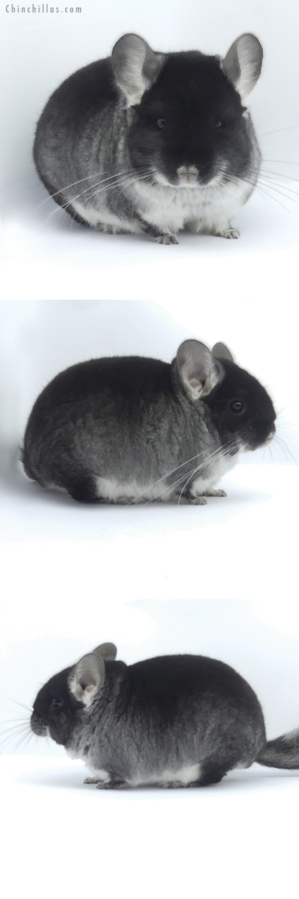 19398 Brevi Type Show Quality Black Velvet Male Chinchilla