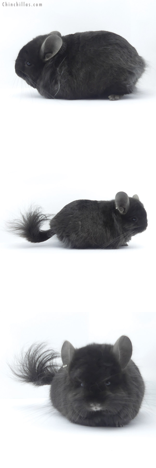 19401 Brevi Type Ebony ( Locken Carrier ) G2  Royal Persian Angora Male Chinchilla