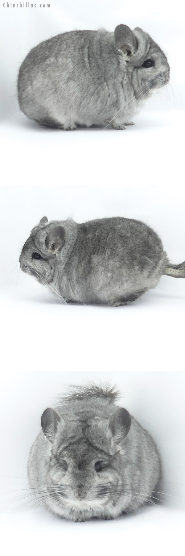 19406 Exceptional Blocky Standard  Royal Persian Angora Male Chinchilla