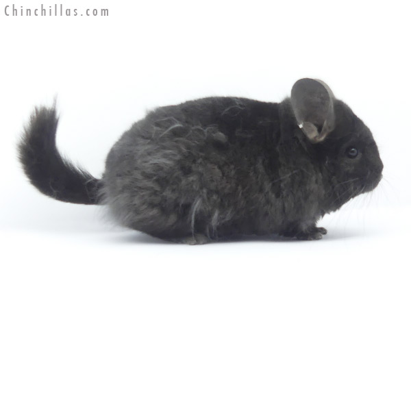 19404 Exceptional Ebony  Royal Imperial Angora Male Chinchilla