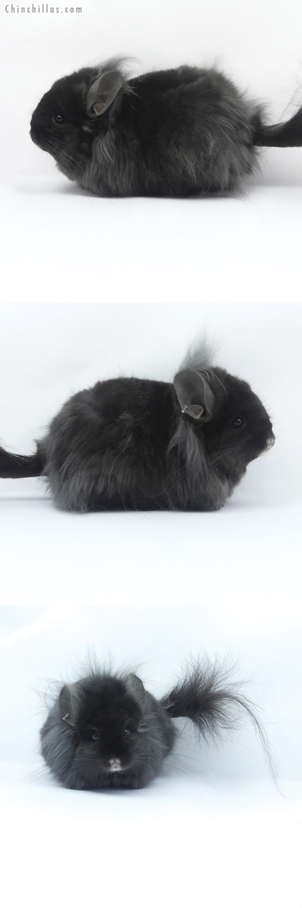 19409 Large Ebony ( Locken Carrier ) G3  Royal Persian Angora Female Chinchilla