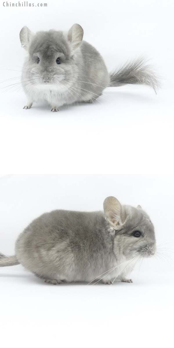 19417 Violet  Royal Persian Angora Female Chinchilla