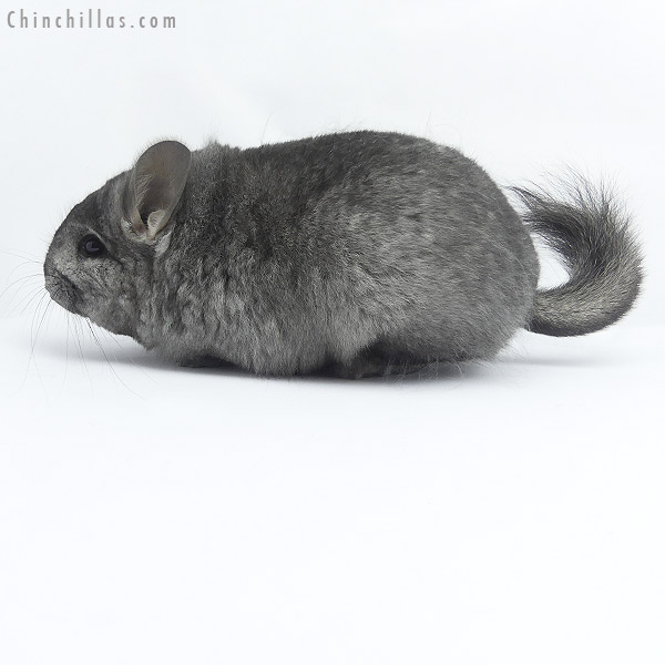 19408 Ebony ( Locken Carrier )  Royal Persian Angora Female Chinchilla