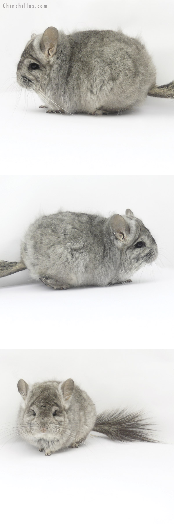 19411 Standard ( Violet Carrier )  Royal Persian Angora Female Chinchilla