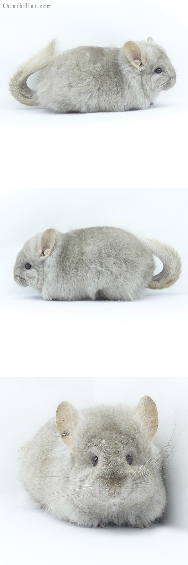 19413 Beige ( Ebony & Locken Carrier )  Royal Persian Angora Female Chinchilla