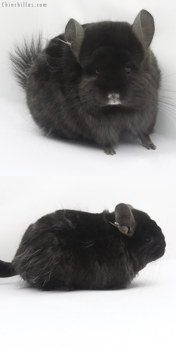 19410 Brevi Type Ebony ( Locken Carrier )  Royal Persian Angora Female Chinchilla