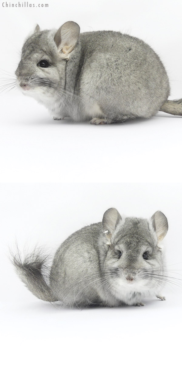 19416 Standard ( Violet Carrier )  Royal Persian Angora Female Chinchilla