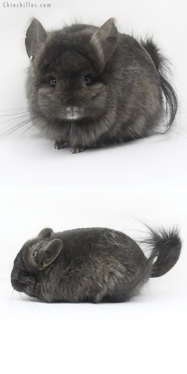 19412 Mini Ebony ( Locken Carrier )  Royal Persian Angora Female Chinchilla