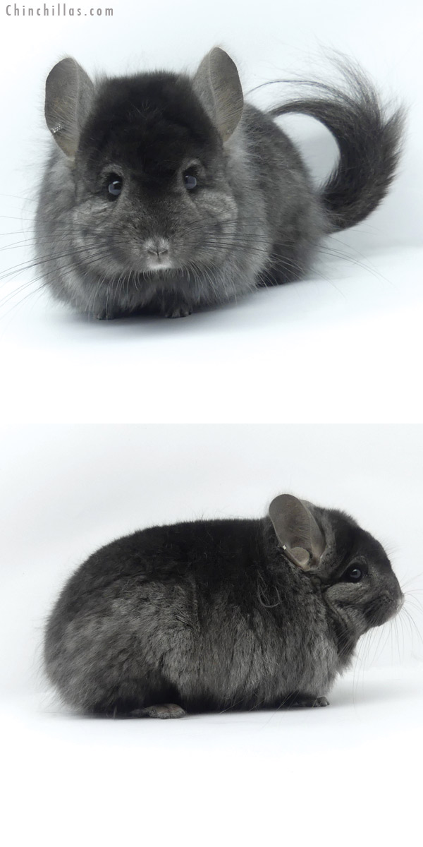 19430 Ebony ( Locken Carrier ) G2  Royal Persian Angora Male Chinchilla