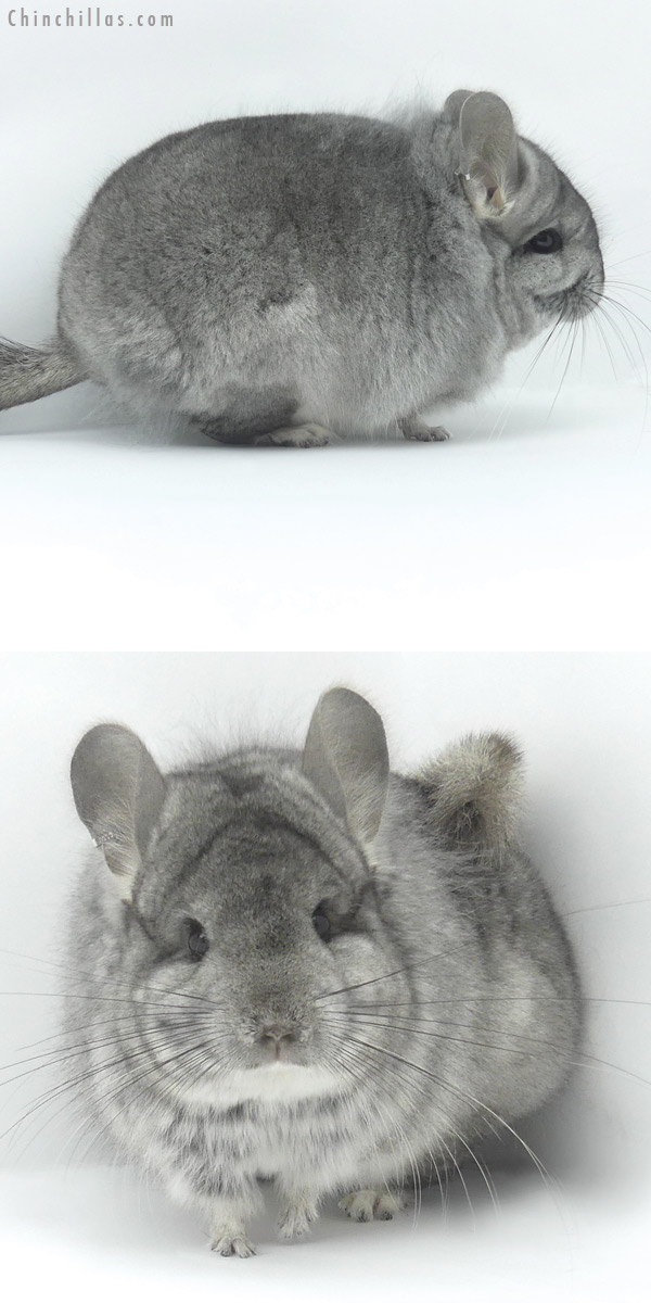 19423 Standard  Royal Persian Angora Female Chinchilla