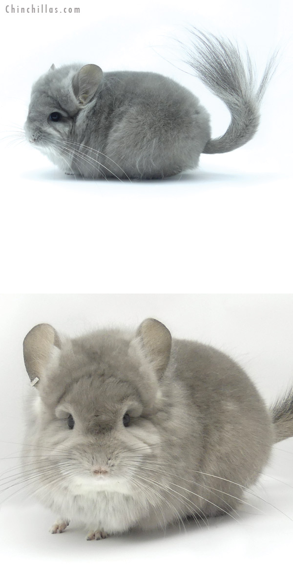 19424 Exceptional Violet  Royal Persian Angora Female Chinchilla