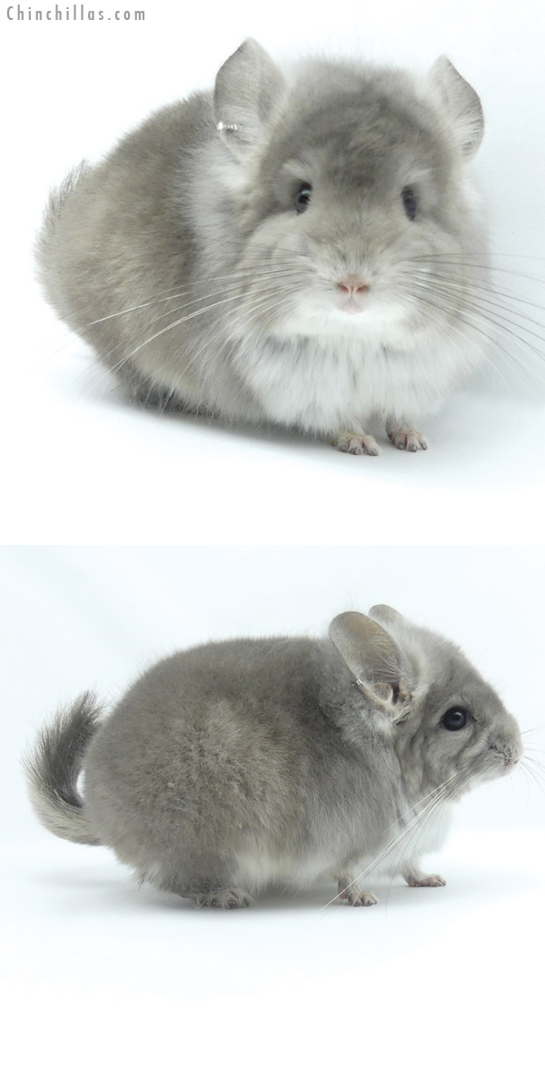 19437 Violet  Royal Persian Angora Male Chinchilla