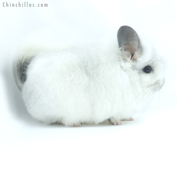 19434 White Mosaic  Royal Persian Angora Male Chinchilla