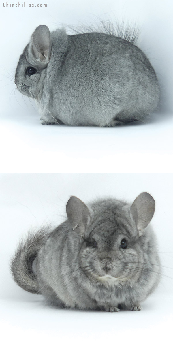 19426 Standard ( Ebony & Locken Carrier )  Royal Persian Angora Male Chinchilla