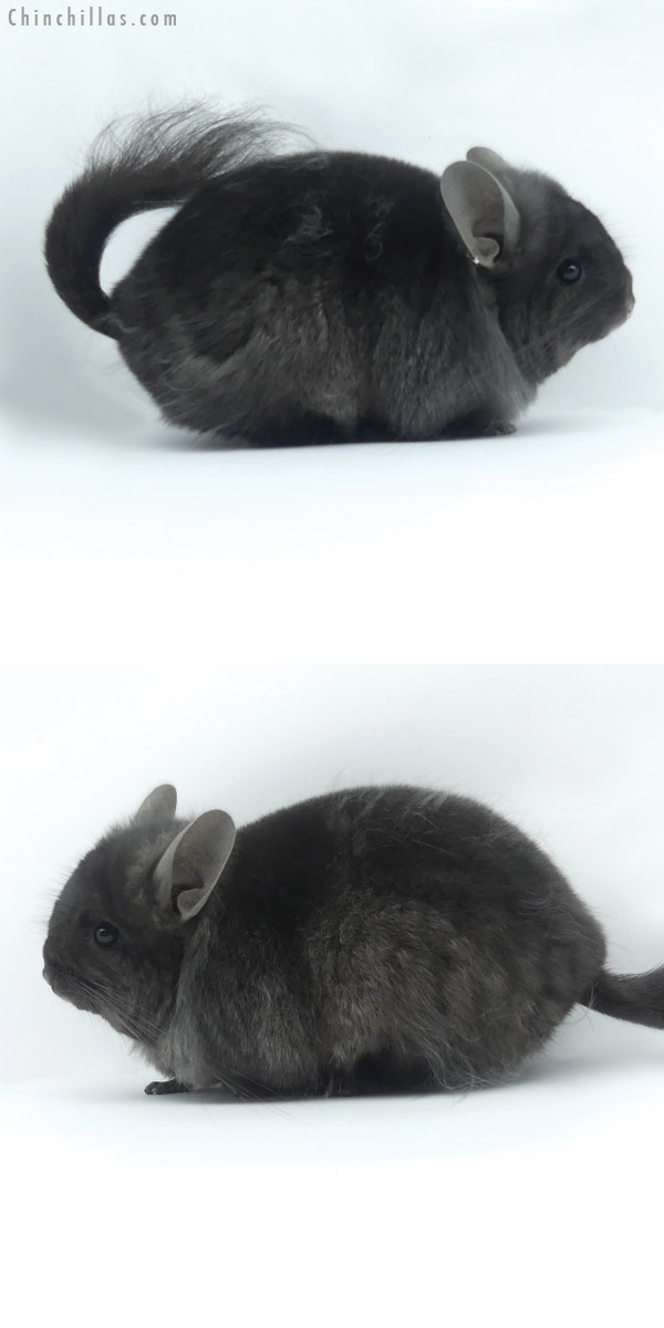 19427 Ebony ( Locken Carrier )  Royal Persian Angora Male Chinchilla