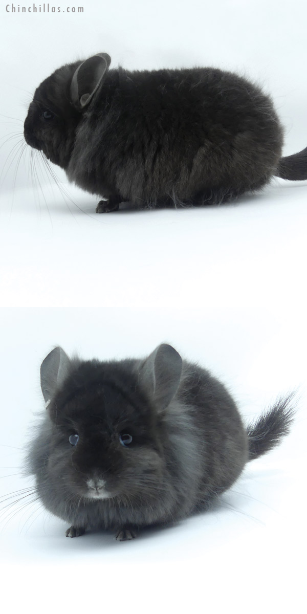 19436 Ebony ( Locken Carrier )  Royal Persian Angora Male Chinchilla