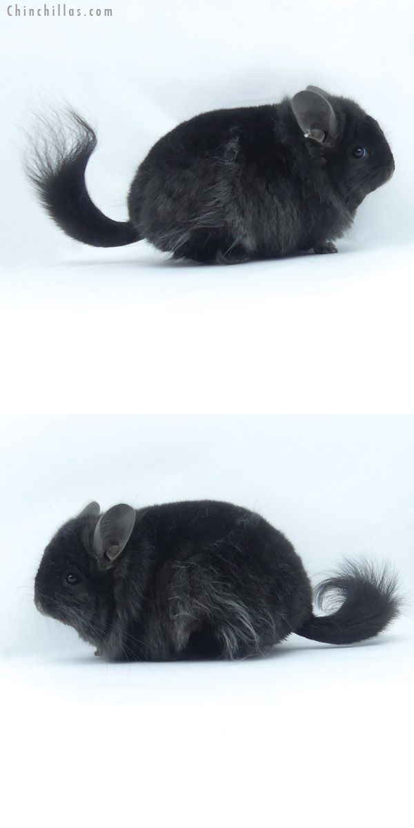 19431 Blocky Ebony  Royal Persian Angora Male Chinchilla