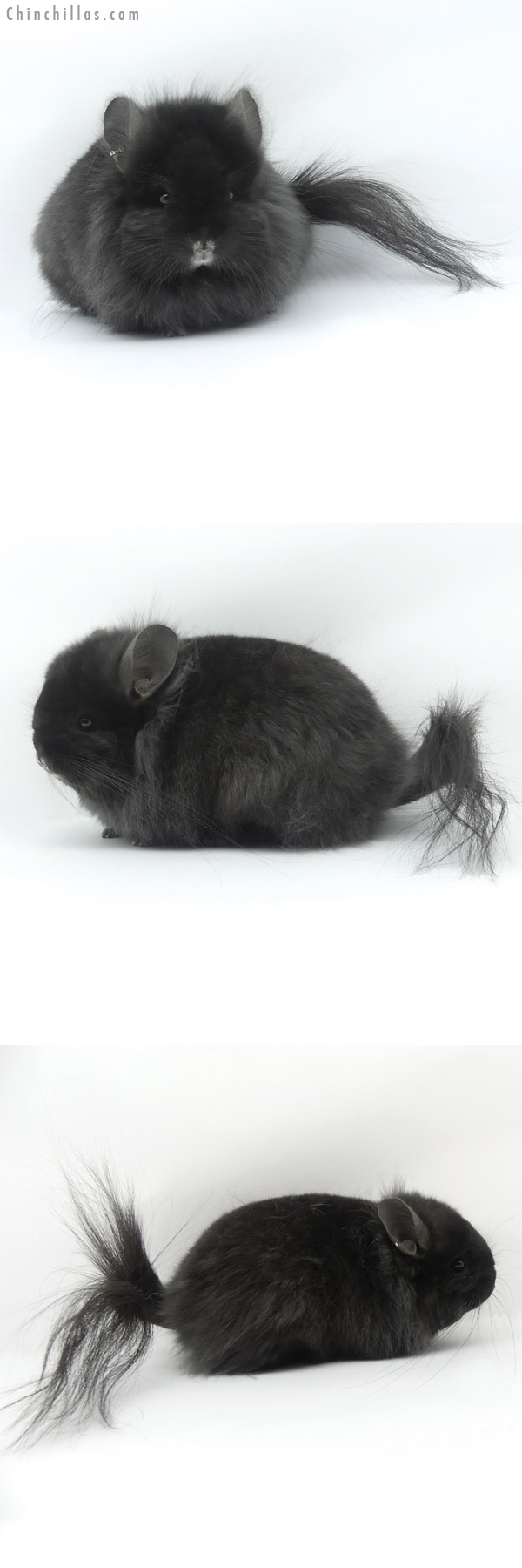 19419 Exceptional Blocky Brevi Type Ebony G2  Royal Persian Angora Female Chinchilla