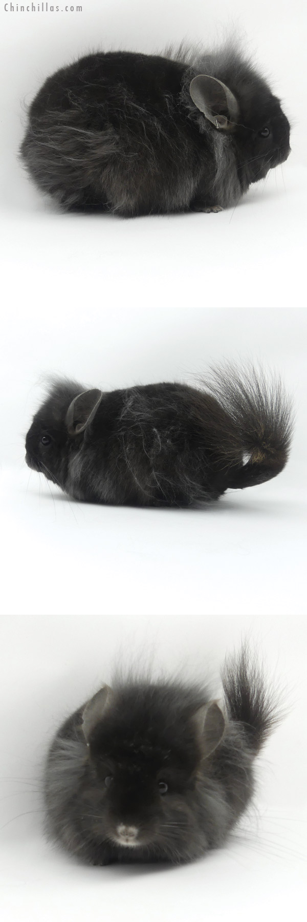 19421 Exceptional Ebony G3  Royal Persian Angora Female Chinchilla