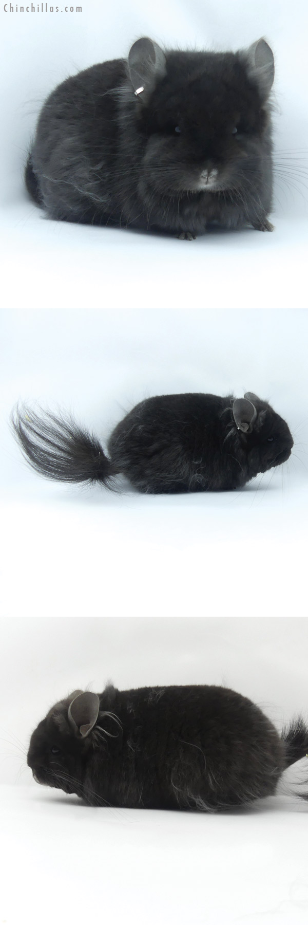 19420 Exceptional Blocky Brevi Type Ebony ( Locken Carrier ) G2  Royal Persian Angora Female Chinchilla