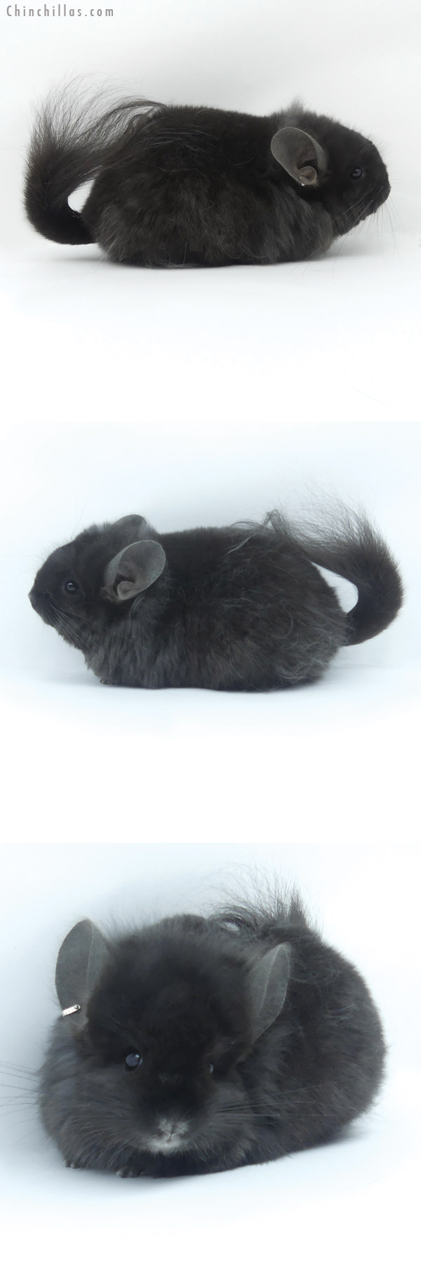 19418 Exceptional Ebony ( Locken Carrier ) G2  Royal Persian Angora Female Chinchilla