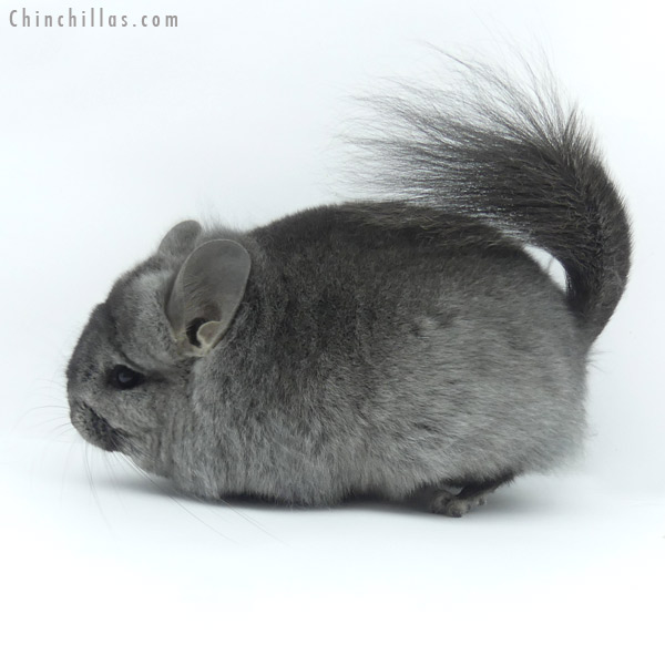 19443 Blocky Heterozygous Ebony ( Locken Carrier )  Royal Persian Angora Female Chinchilla