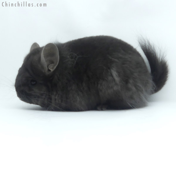 19446 Ebony ( Locken Carrier )  Royal Persian Angora Female Chinchilla