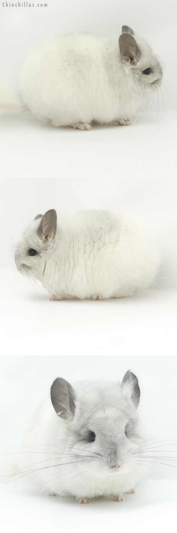 19448 White Mosaic  Royal Persian Angora Female Chinchilla