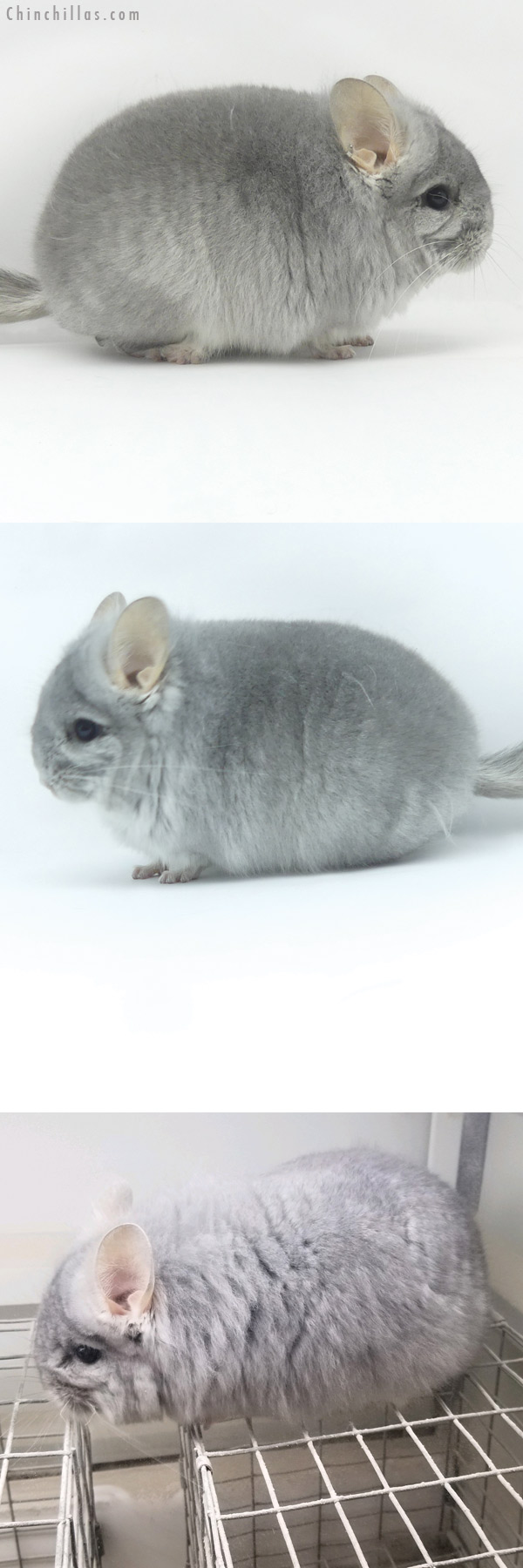 19442 Exceptional Sapphire  Royal Persian Angora Male Chinchilla