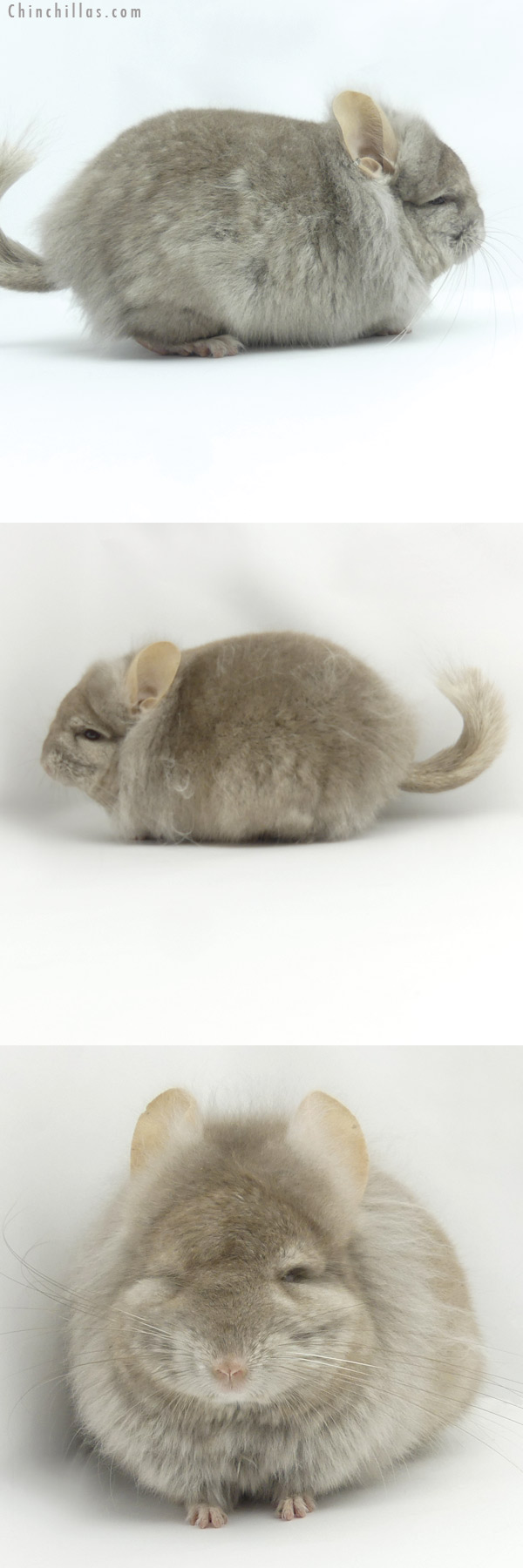 19428 Tan ( Locken Carrier )  Royal Persian Angora Male Chinchilla