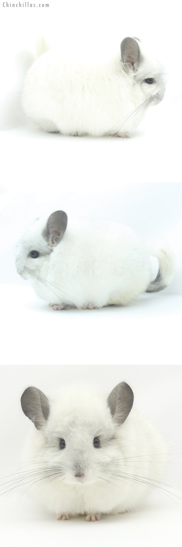 19407 Blocky Predominantly White  Royal Persian Angora Male Chinchilla