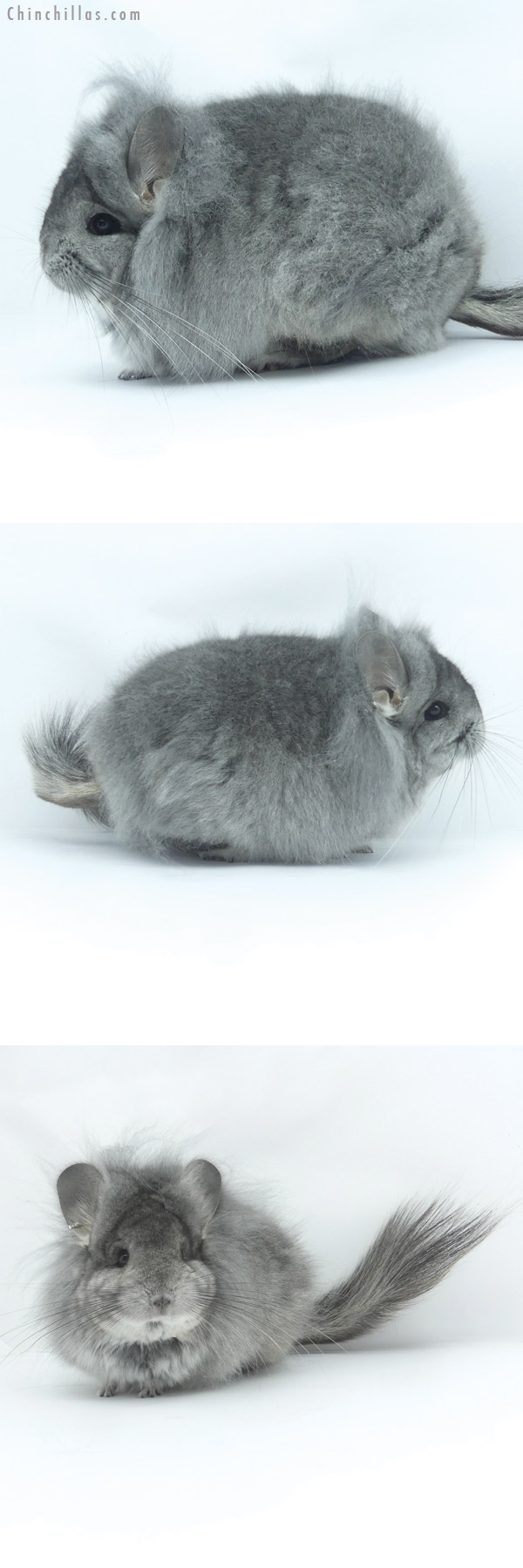 19447 Exceptional Standard G3  Royal Persian Angora Female Chinchilla