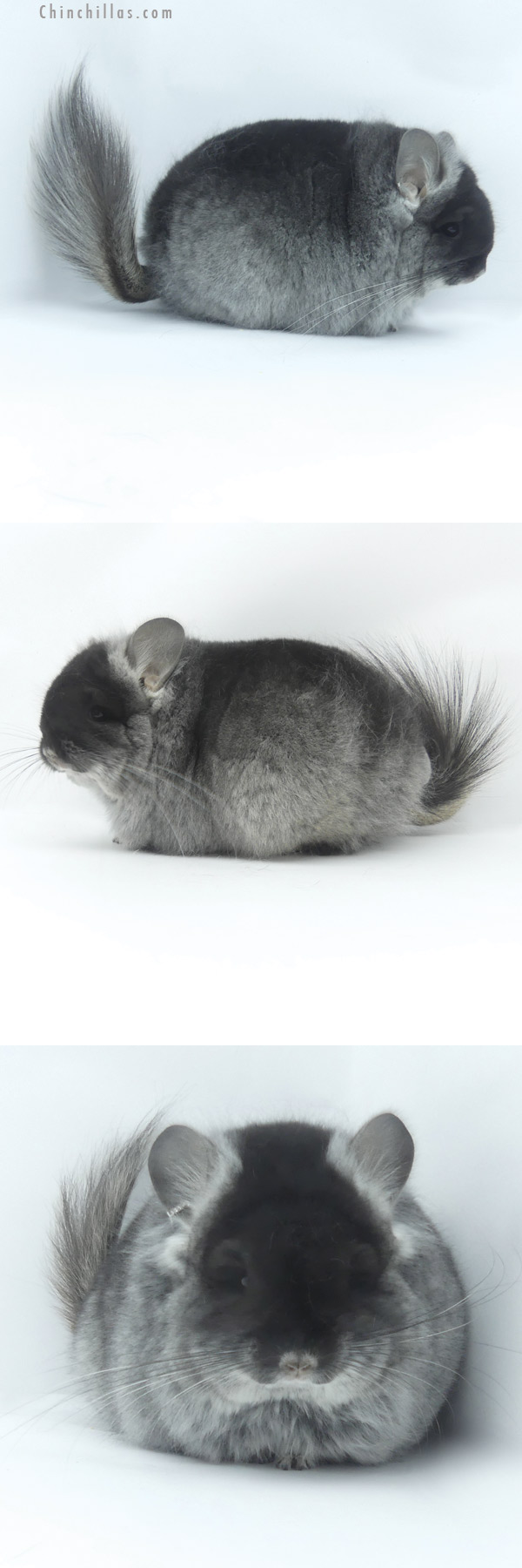 19450 Exceptional Blocky Black Velvet ( Violet Carrier )  Royal Persian Angora Female Chinchilla