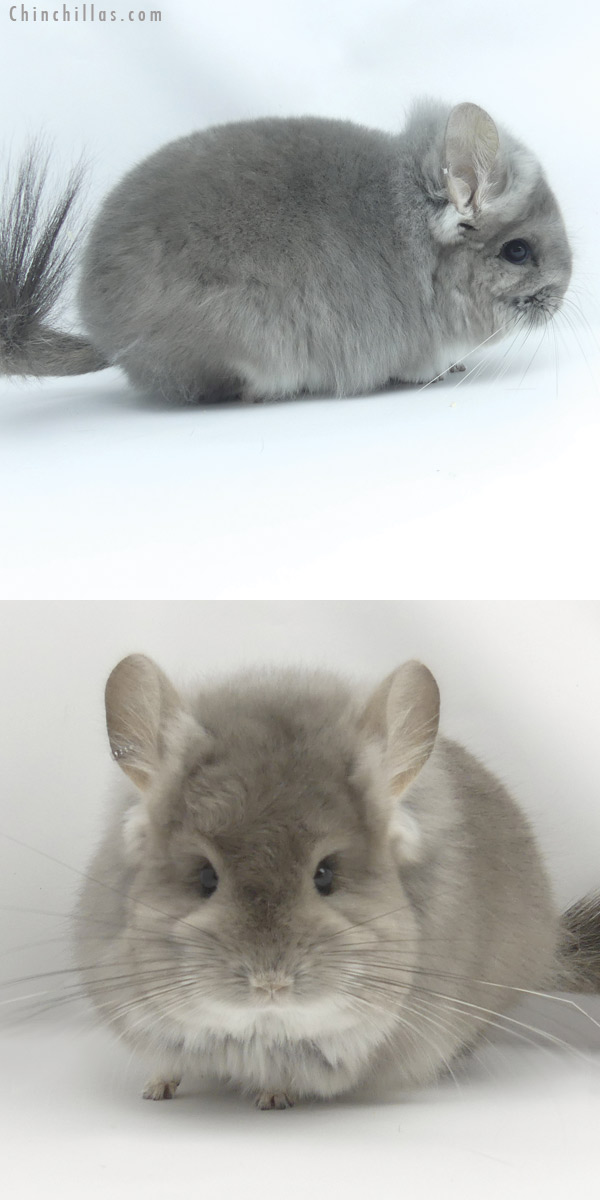 19453 Violet  Royal Persian Angora Female Chinchilla