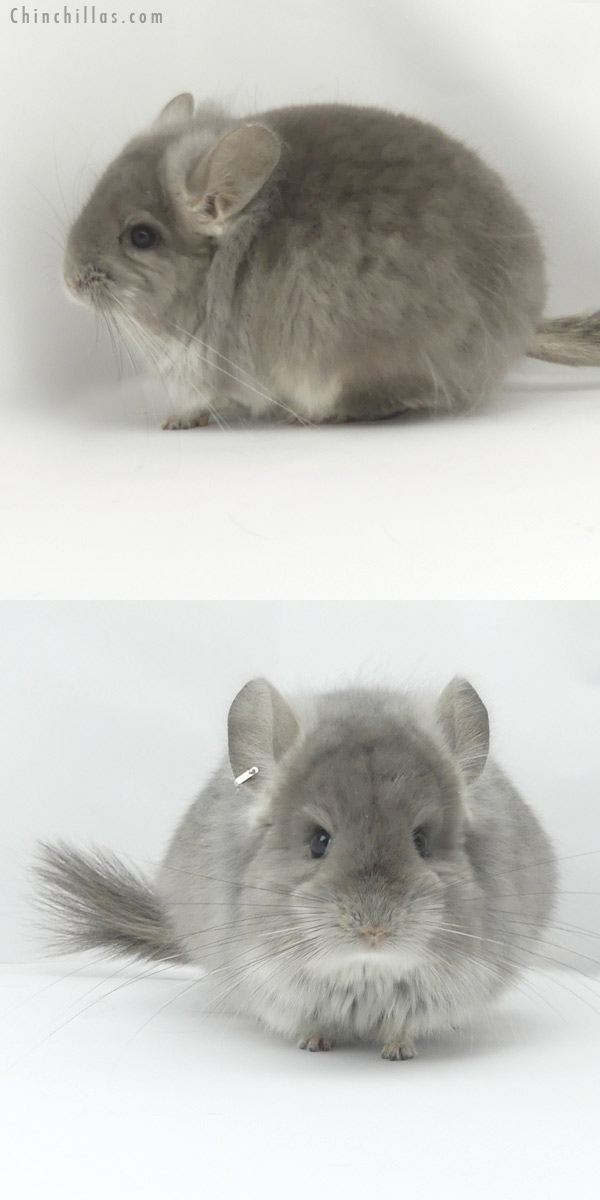 19454 Violet  Royal Persian Angora Female Chinchilla