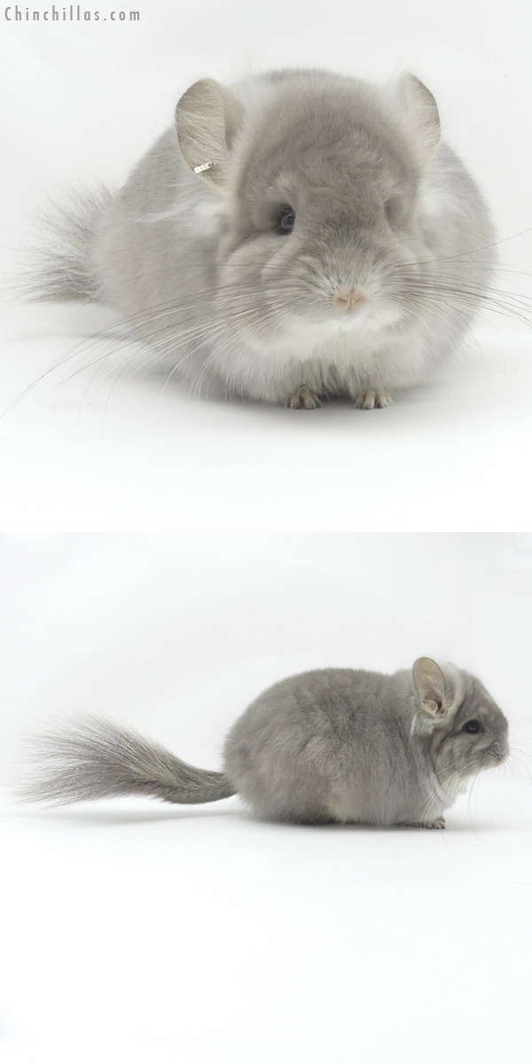 19451 Exceptional Violet  Royal Persian Angora Female Chinchilla