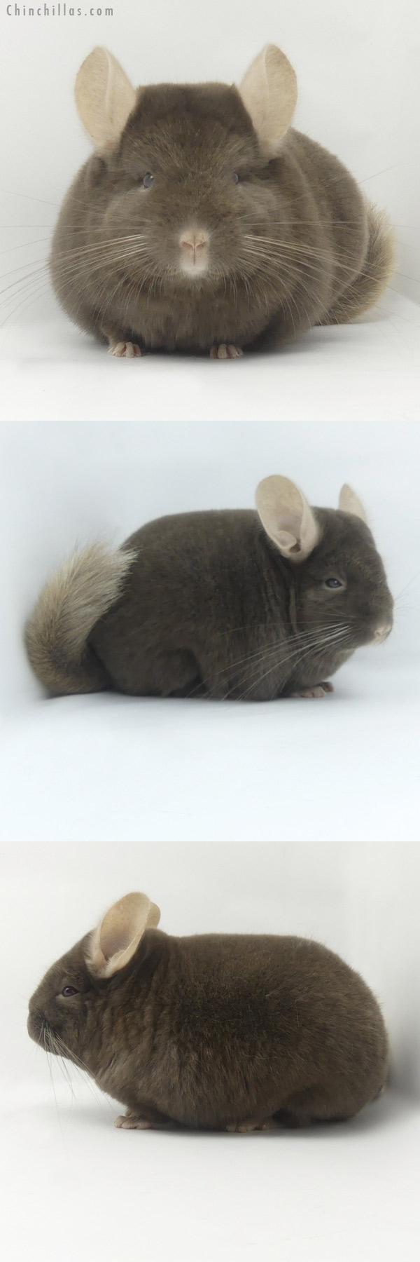 19463 Premium Production Quality Dark Tan Female Chinchilla