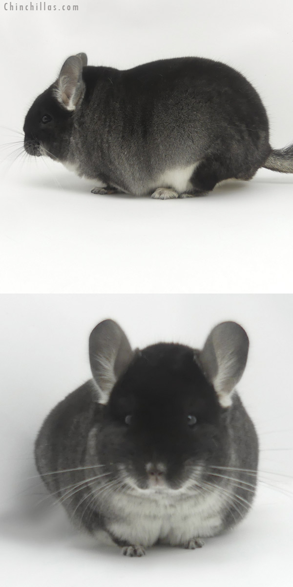 19457 Large Herd Improvement Quality Black Velvet Male Chinchilla