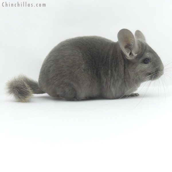 19465 Large Show Quality Wrap Around Violet Female Chinchilla