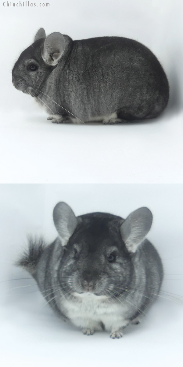 19466 Blocky Premium Production Quality Standard Female Chinchilla