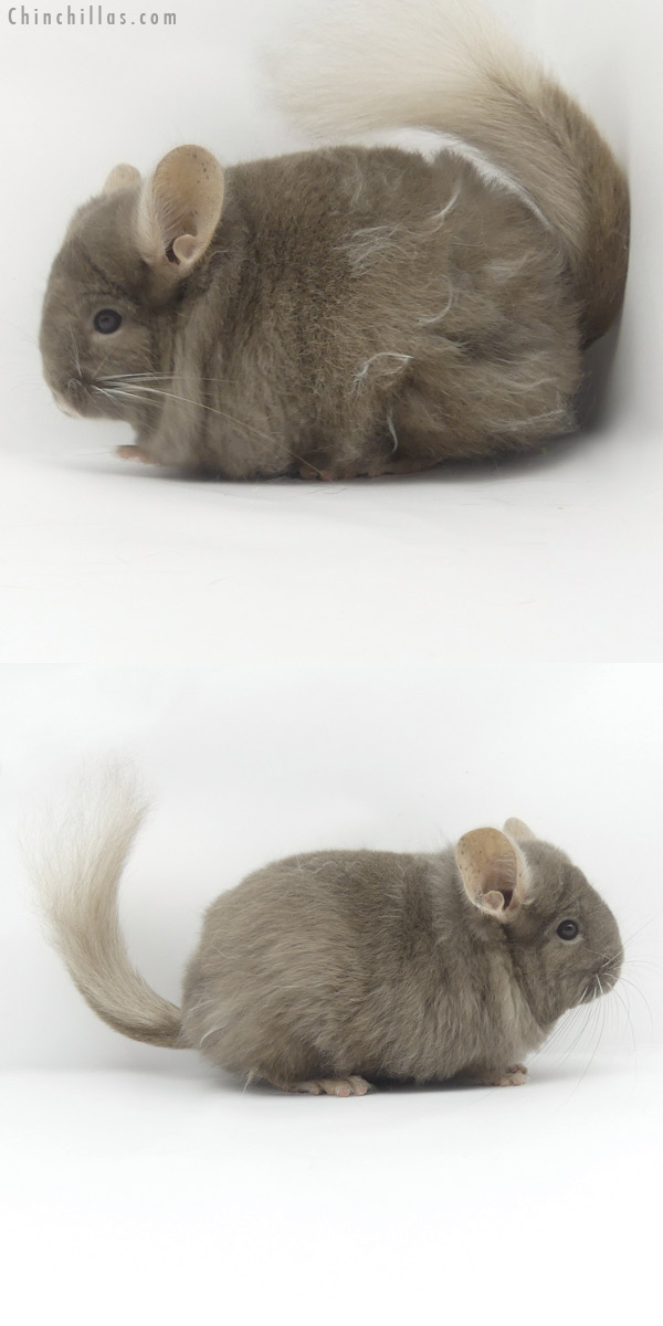 19449 Exceptional Blocky Tan ( Locken Carrier ) G2  Royal Persian Angora Female Chinchilla