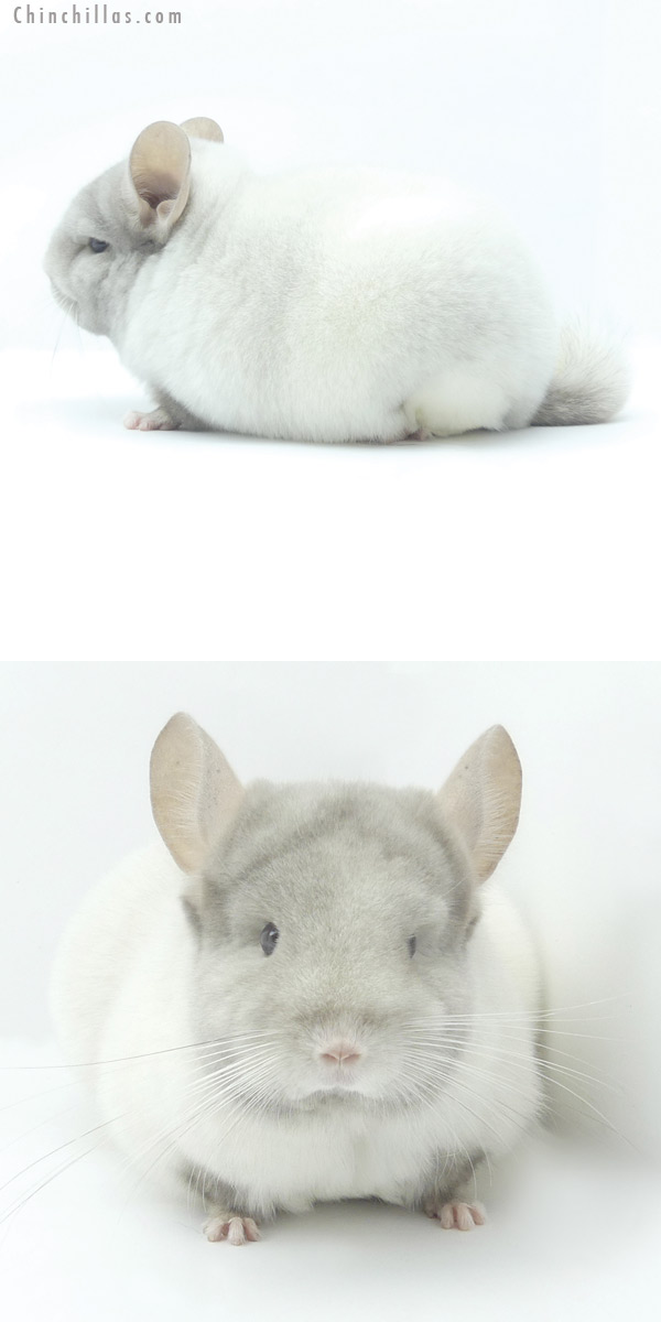 19468 Blocky Brevi Type Premium Production Quality TOV Pink White Female Chinchilla