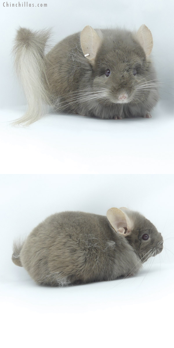 19460 Tan ( Locken Carrier )  Royal Persian Angora Male Chinchilla