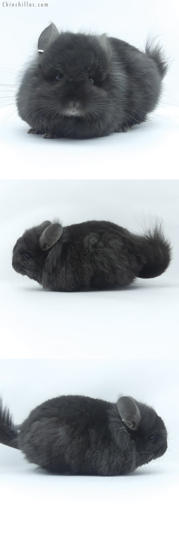 19461 Exceptional Ebony ( Locken Carrier ) Royal Persian Angora Male Chinchilla