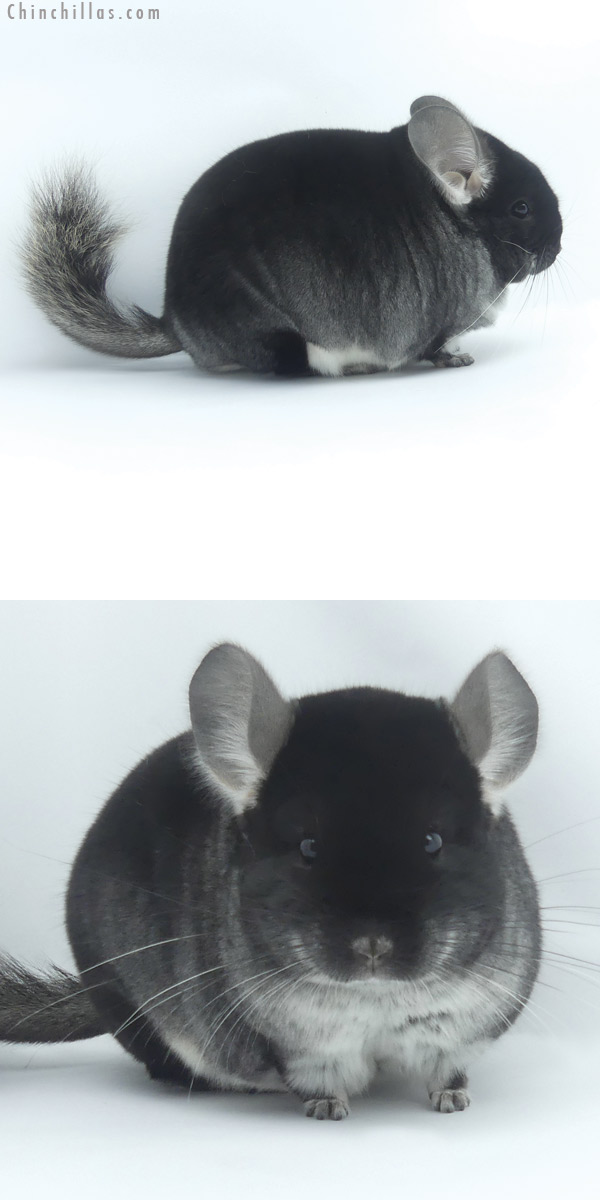 19456 Blocky Herd Improvement Quality Black Velvet Male Chinchilla