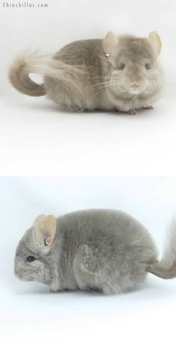 19459 Tan ( Locken Carrier )  Royal Persian Angora Male Chinchilla