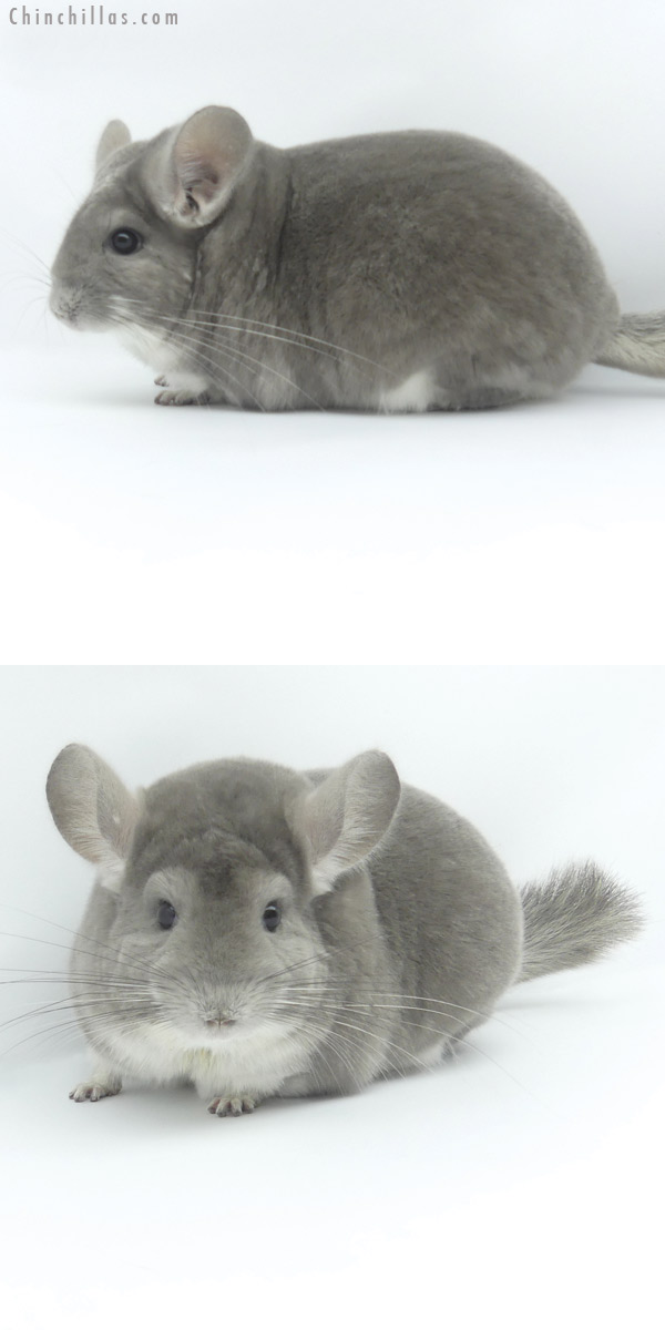 19464 Extra Large Premium Production Quality Violet Female Chinchilla