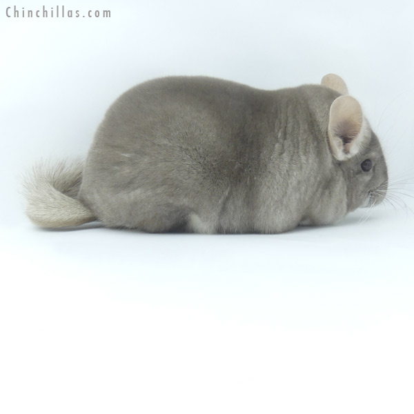 19467 Large Blocky Premium Production Quality Beige Female Chinchilla