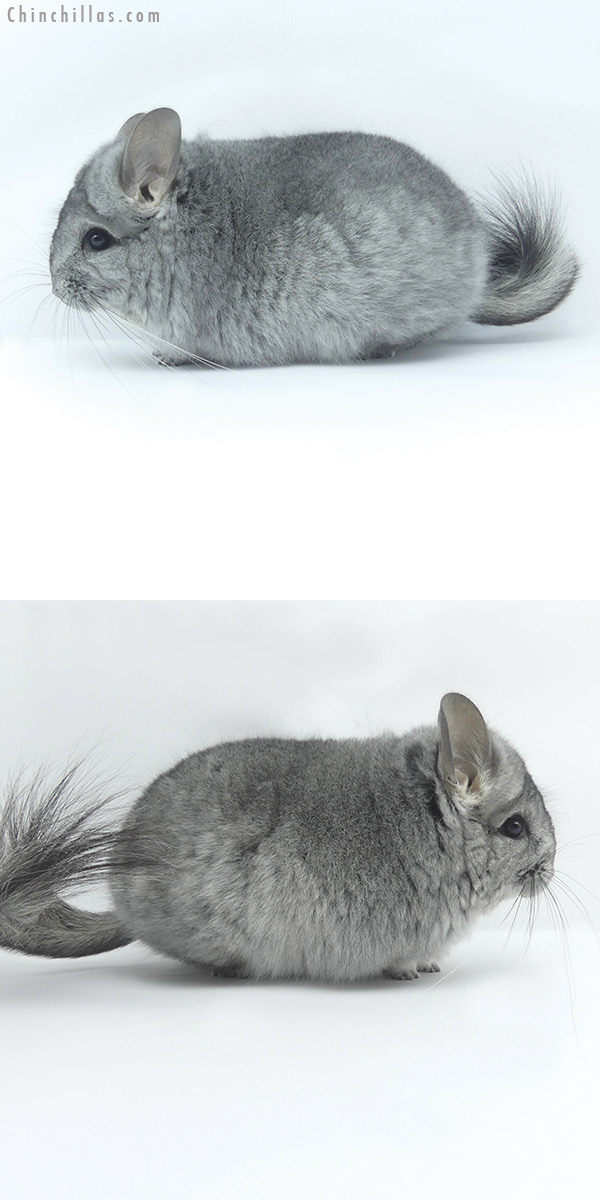 19452 Mini Standard ( Violet Carrier )  Royal Persian Angora Female Chinchilla